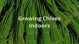 How To Grow Chives Indoors [upl. by Llenrup819]