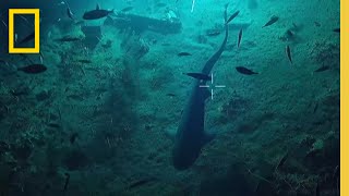 Deep Sea Shark Stakeout  National Geographic [upl. by Enaitsirk]