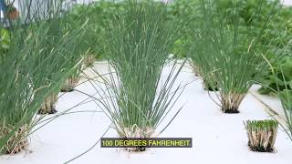 DWC Hydroponic Chives CutAndComeAgain Harvesting [upl. by Norton533]