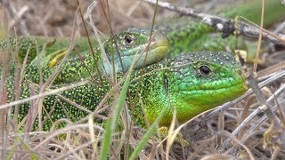 Western green lizard Westliche Smaragdeidechse Lacerta bilineata [upl. by Anelaf]