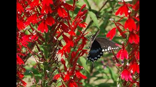 Lobelia cardinalis [upl. by Akered]