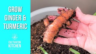 How To Grow Turmeric and Ginger Indoors [upl. by Aliahs12]