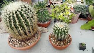 Growth rates of golden barrel cactus [upl. by Regnig]