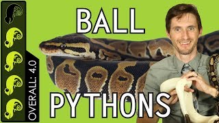 Ball Python The Best Pet Reptile [upl. by Hope]