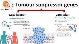 Carcinogenesis Oncogenes Tumor suppressor genes [upl. by Tomlin]