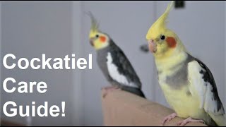 Cockatiel Care Guide  Everything You Need To Know  BirdNerdSophie [upl. by Sherj]