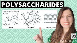 Alevel Biology POLYSACCHARIDES Biological MoleculesLearn these carbohydrates structure  function [upl. by Woodward444]