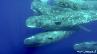 The Sound of Sperm Whales  WHALEZONETV [upl. by Sanez]