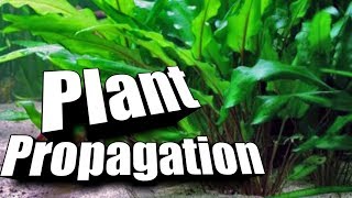 How to quotPropagatequot Cryptocorynes  Easy Guide to Aquarium Plants [upl. by Aicilet]