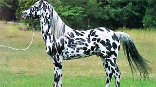 10 Beautifully Colored Rare Horse Breeds [upl. by Daley]