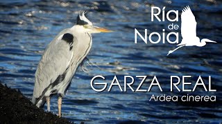 Garza real Ardea cinerea en distintos puntos de la ensenada de Noia Ría de Noia [upl. by Darsey]