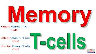 Memory Tcells II Central Effector and Resident Memory [upl. by Hazaki861]