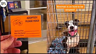 Shelter Dogs Get Adopted  Priceless Moments When Shelter Dogs Realized They Are Being Adopted [upl. by Aicnilav]