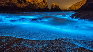 What Is Bioluminescence [upl. by Rogovy]