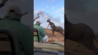 Watch Elephant Snap a Tree [upl. by Lyrradal]