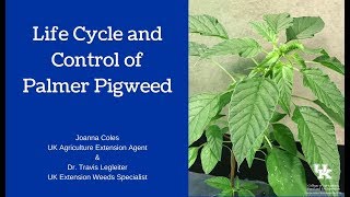 Palmer Pigweed Amaranthus palmeri Lifecycle amp Control [upl. by Guildroy]