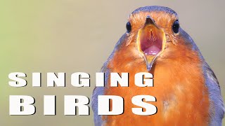 SINGING BIRDS [upl. by Eeryt]