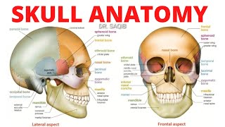 Skull Anatomy  Bones of Skull [upl. by Sybila]