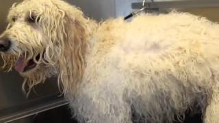 Dematting and Brushing your Doodle  Designer Paws Salon [upl. by Perr]