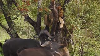 Lion in tree SURROUNDED by buffalo [upl. by Otho]