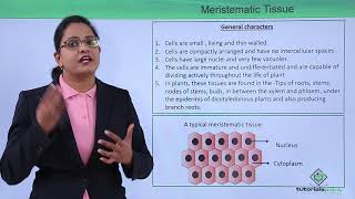 Class10th – Meristematic Tissues and Types  Anatomy of Flowering Plant Hindi  Tutorials Point [upl. by Gershon]