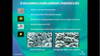 Cryptosporidiosis in calves  AHDB Dairy [upl. by Ahsilla]