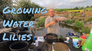 Uncover the Secret to Successfully Repotting Water Lilies [upl. by Oicnaneb]