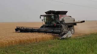 Gleaner S98 Spring Wheat Harvest 2021 [upl. by Notfol]