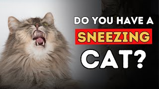 Sneezing Cat 5 Effective Home Remedies [upl. by Vange]