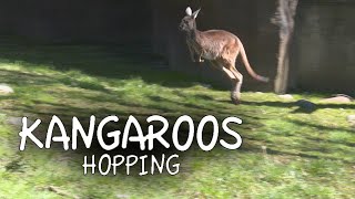 Kangaroos Hopping [upl. by Gasparo]