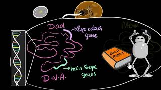 inheritance part 1 Chromosomes genes alleles IGCSE biology [upl. by Happy]