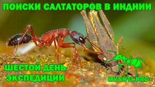 Поиски Harpegnathos saltator Салтаторы в Индии 2 [upl. by Langille374]