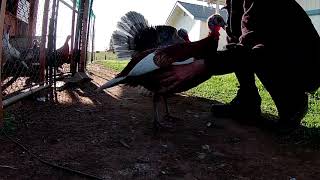 How to Present a Turkey Hen to Tom for Mating [upl. by Attiuqehs]