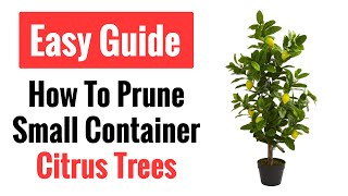 How To Prune A Small Container Citrus Tree  Meyer Lemon Demonstration [upl. by Enitsud]