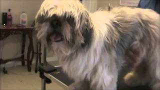 How to Groom a Matted Shih Tzu [upl. by Fitting]