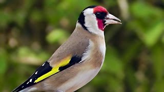 Goldfinch Birds and Bird Song  Goldfinches Singing For Woodland Wilf [upl. by Attenaj443]