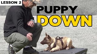 Teach Your Malinois Puppy DOWN [upl. by Ransome]