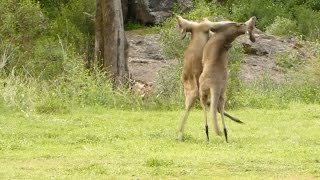 Amazing Kangaroo Fight In Australian Nature Park [upl. by Yzzo]