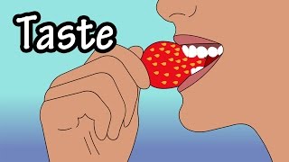 How Does Taste Work  How Do Taste Buds Work  Structure Of The Tongue  Structure Of Taste Buds [upl. by Nava294]