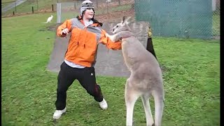 Kangaroo vs Human Kangaroo attacking [upl. by Bloomer869]