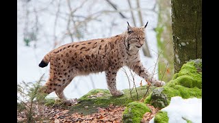 Wild Italy  I grandi predatori Italiani Documentario [upl. by Ahsotal292]