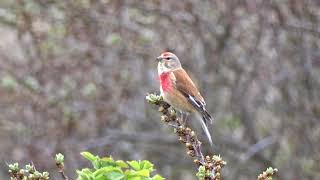 Singing Linnet  Zingende Kneu [upl. by Bree]