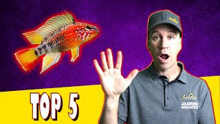 Top 5 Cichlids for Small Aquariums [upl. by Ayala]