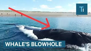 Whats Actually Inside A Whales Blowhole [upl. by Gonick]