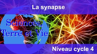 La synapse [upl. by Suelo247]