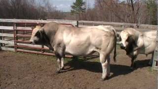 PIEDMONTESE BULLS 2 TONS OF BEEF [upl. by Rape]