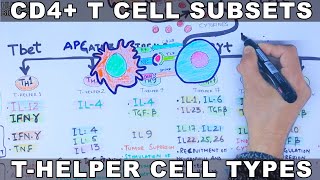 CD4 T Cell Subsets  THelper Cell [upl. by Niliram784]