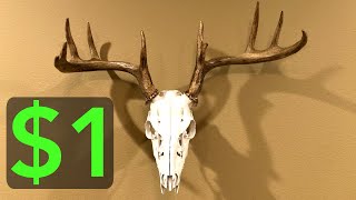 1 DIY Deer Skull Mount [upl. by Ahsekin584]