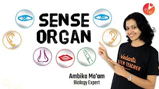 Sense Organs  Learn About Five Senses  Class 10 ICSE Biology 2020 Vedantu910 [upl. by Enyallij192]