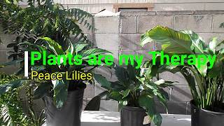 Peace Lily RePotting amp Propagation Part 1 [upl. by Assirolc277]